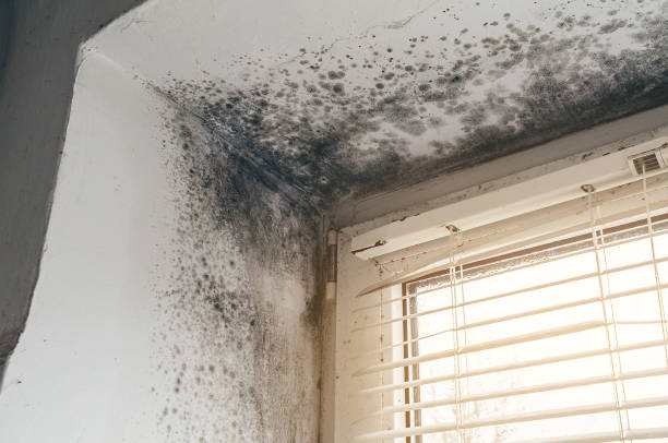 Affordable Black Mold Remediation solutions in Parker Ford, PA